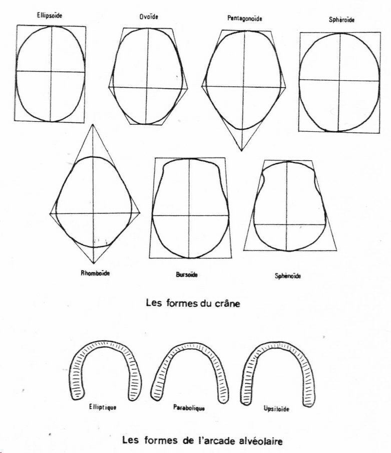 Vertex : tout savoir sur cette partie de la boîte crânienne